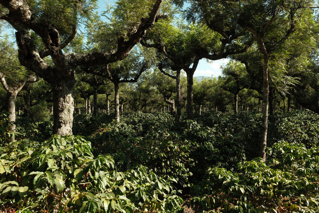 Finca La Hermosa - Sidra