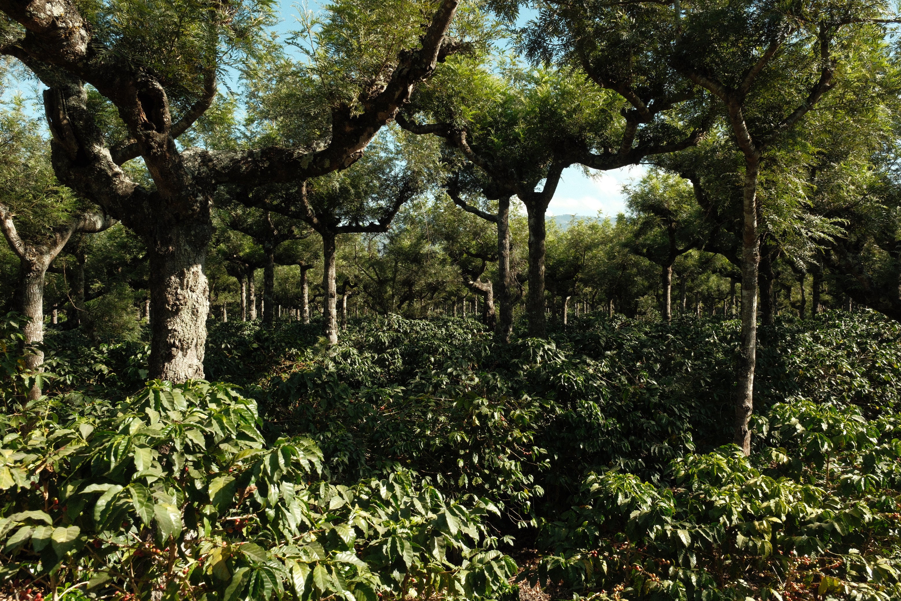 Finca La Hermosa - Sidra