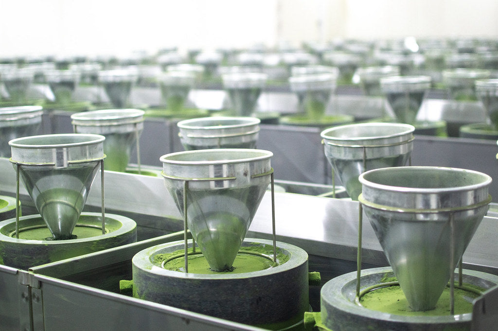 Camellia Sinensis - Matcha Sora