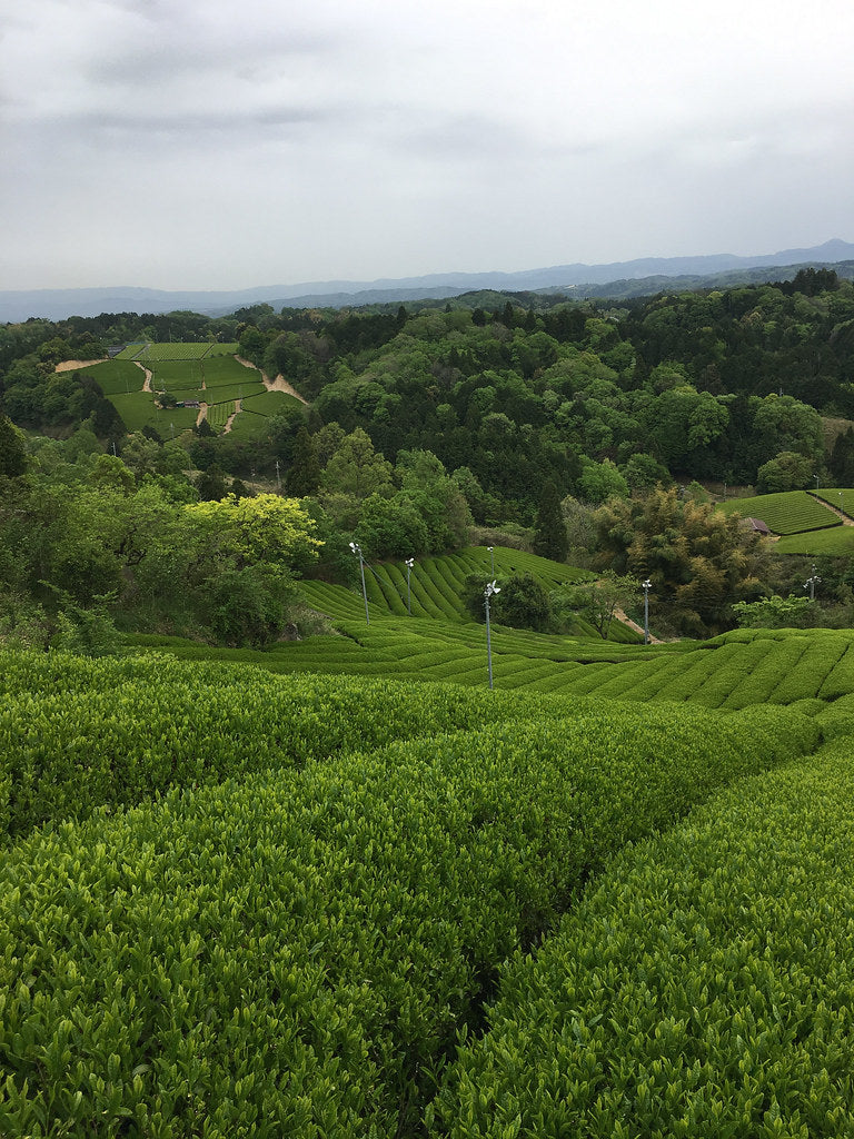 Camellia Sinensis - Matcha Yume Bio