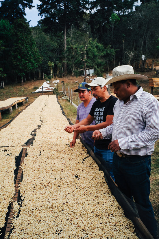 Decaf - Colis Resistencia