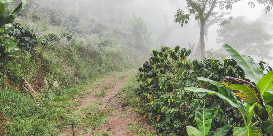 Finca La Bendición