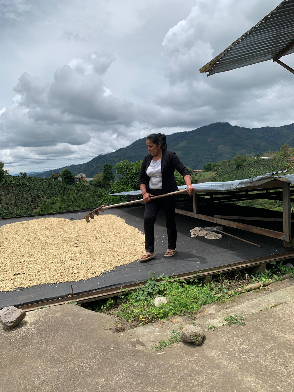 Colectivo - Mary Luz Ruiz