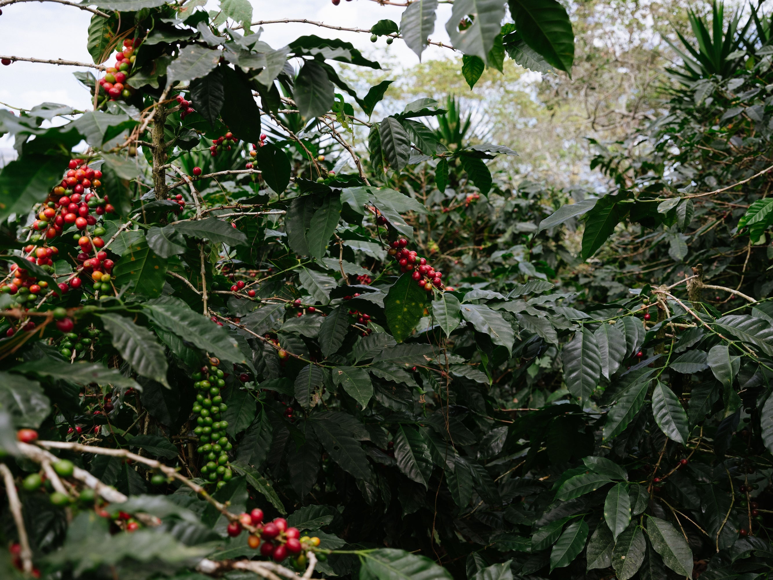 Bryan Bautista - Cofermentation Noix de coco