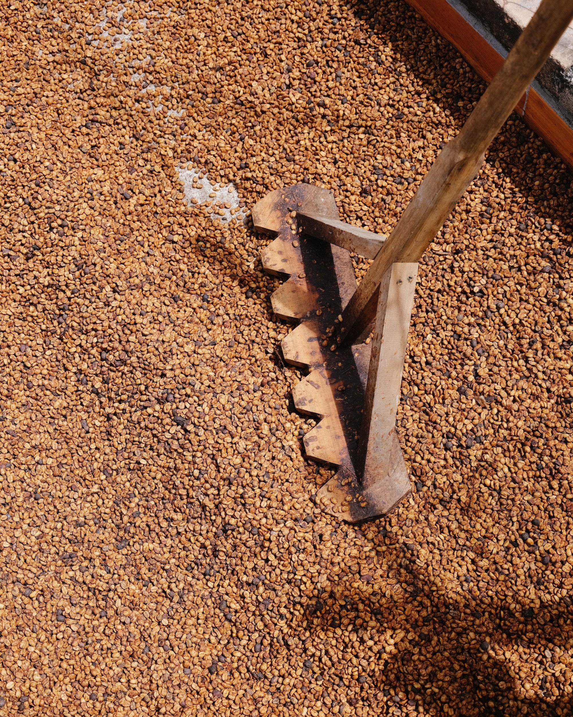 Bryan Bautista - Cofermentation Noix de coco