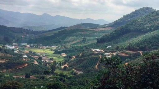 Geraldo Casagrande, Brésil, Brasil coffee, Espirito Santo, Café Pista, caramel, chocolat, biscuit, torréfacteur local à Montréal, fair trade, ethical, third wave